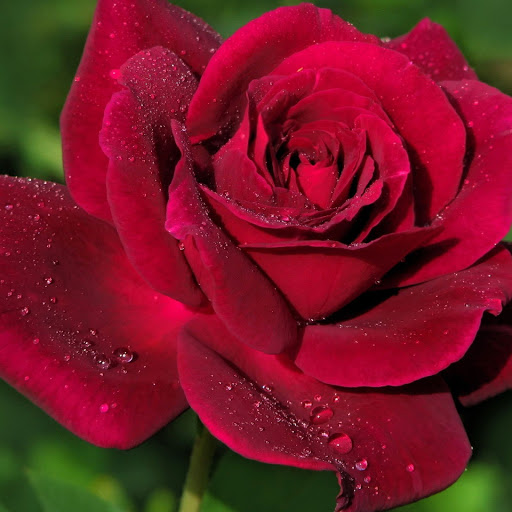 Hd-152548-ascw152548