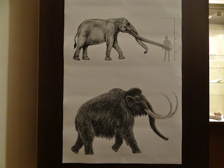 05. Mastodont si mamut.JPG