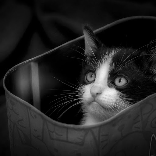 Hd-185253-ascw185253