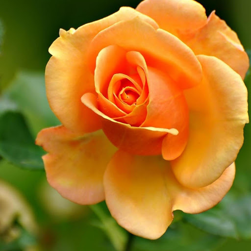 Hd-185791-ascw185791