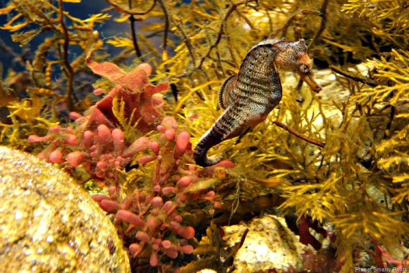 [Monterey-Aquarium-Seahorse4.jpg]