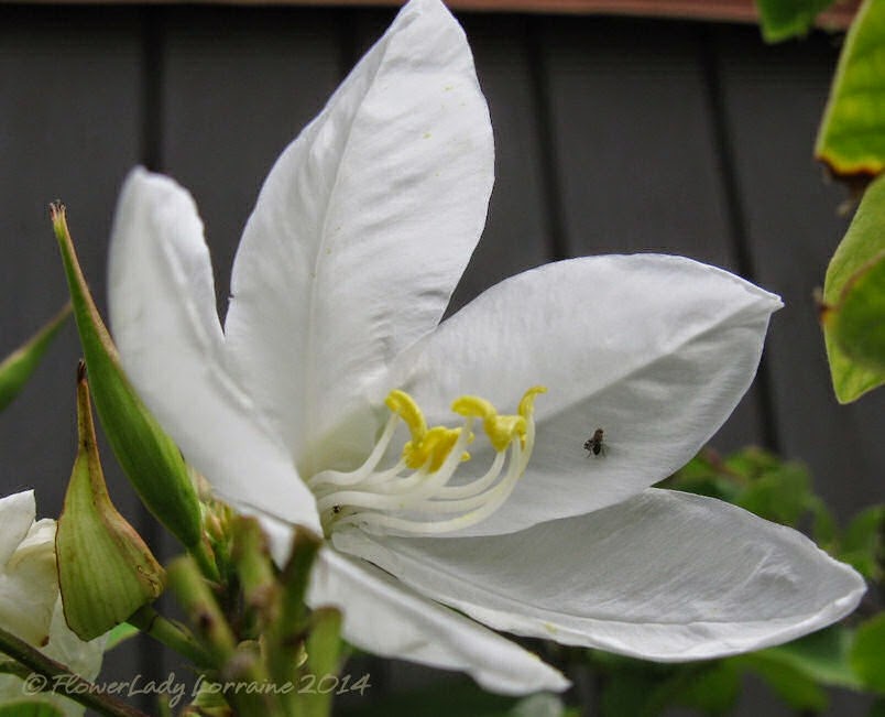 [07-04-white-orchid-tree2%255B5%255D.jpg]