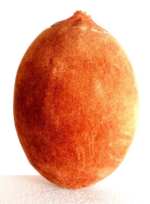 [baobab-fruit%255B3%255D.jpg]