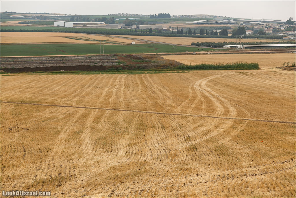 LookAtIsrael.com: Фото-блог о путешествиях по Израилю. Тель Авив, Иерусалим, Хайфа С этого поля урожай уже собрали 