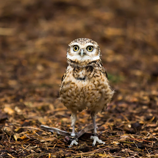 Hd-145074-ascw145074