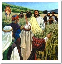 Jesus e os fariseus [discipulos comem espigas de milhos]