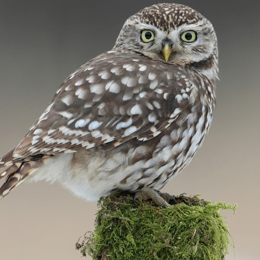 Hd-180620-ascw180620