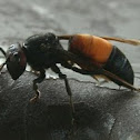 Lesser banded hornet