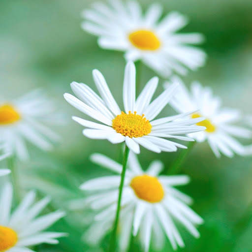 Hd-164383-ascw164383