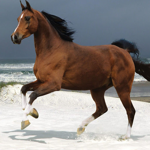 Hd-142402-ascw142402