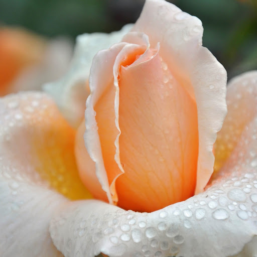 Hd-172716-ascw172716