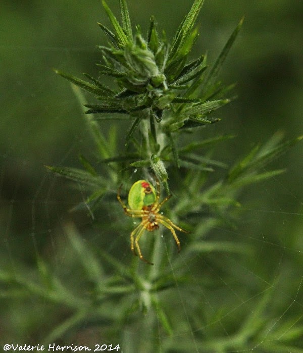 [19-green-orb-spider%255B2%255D.jpg]