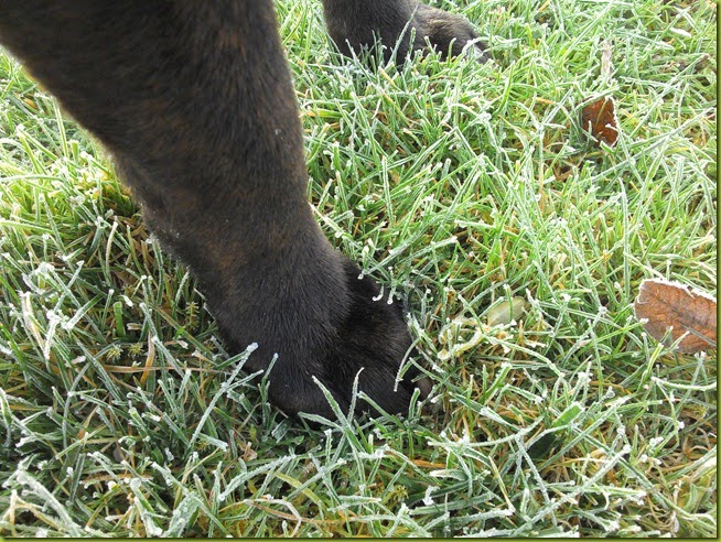 dog on frosty grass