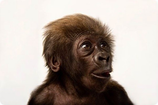 gorilla di pianura occidentale gorilla di pianura occidentale
