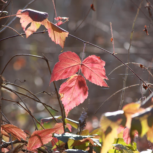 Hd-178168-ascw178168