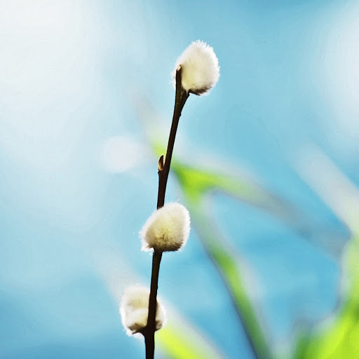 Hd-150689-ascw150689