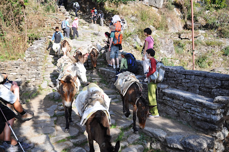 Trekking in Himalaya: Traffic Jam de magari