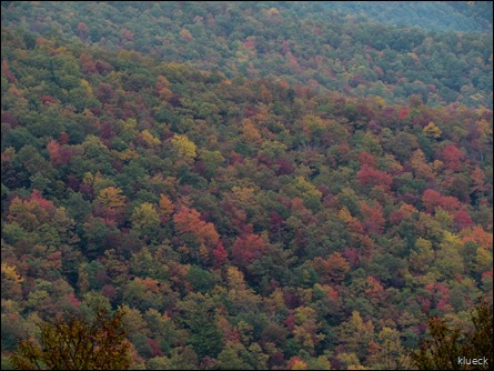 fall foliage