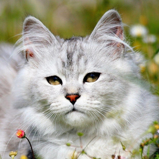 Hd-170873-ascw170873