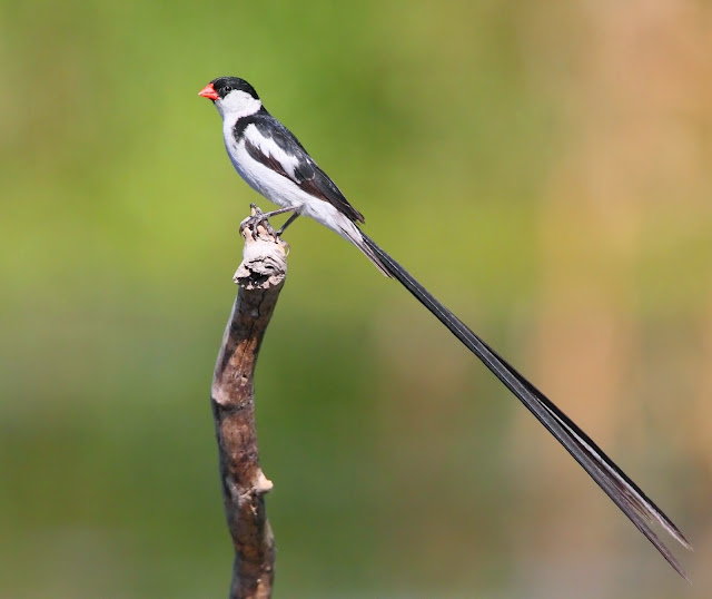 Burung emprit/pipit yang berekor panjang Burung emprit/pipit yang berekor panjang