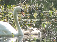 baby swans2
