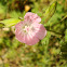 Rough Marsh Mallow