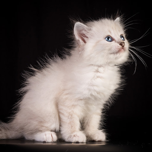 Hd-185648-ascw185648