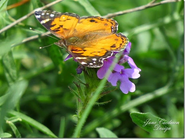 Painted_Lady_Butterfly