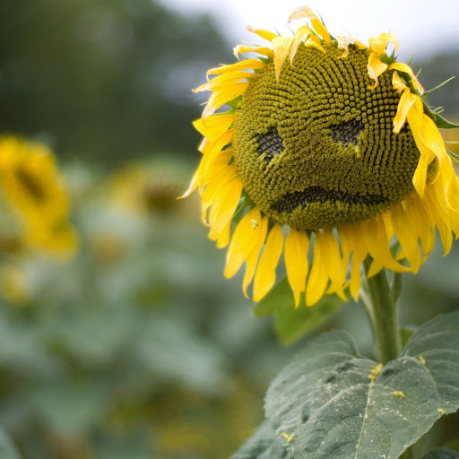 Hd-134493-ascw134493