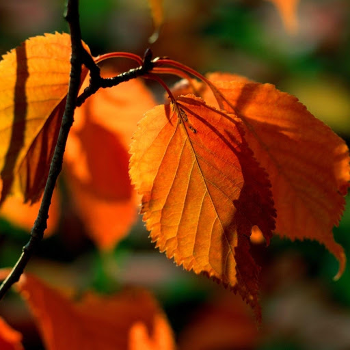 Hd-171514-ascw171514