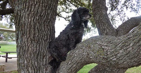 Skruffy in Tree, Rest Area East of Fort Stockton, TX