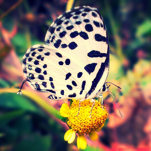 Hd-175289-ascw175289