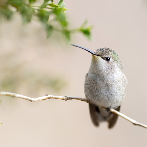 Hd-170017-ascw170017