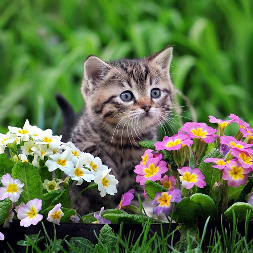 Hd-141192-ascw141192