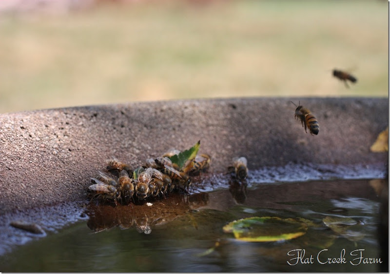 bees_thirsty