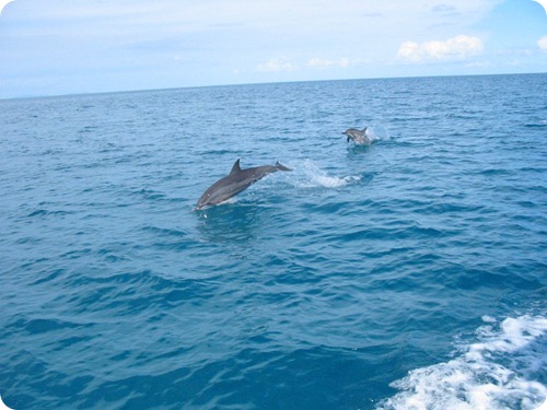 delfini9