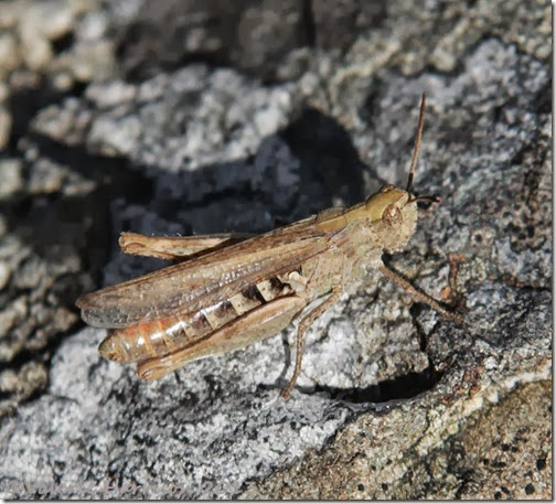 7-grasshopper