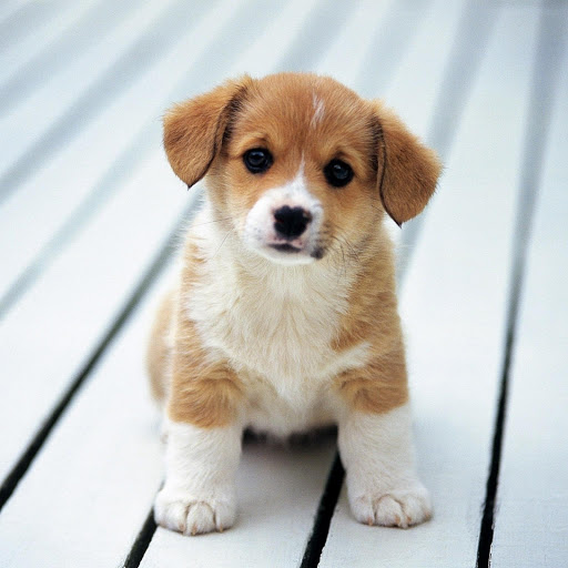 Hd-175750-ascw175750