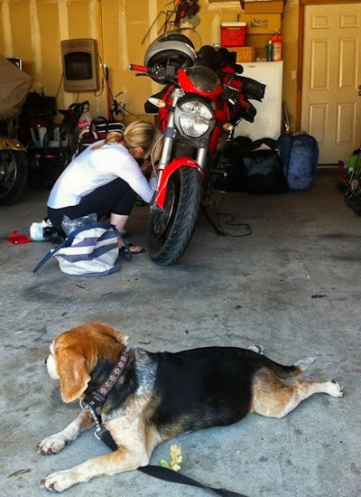 Beagle Helps Install Ducati VReg