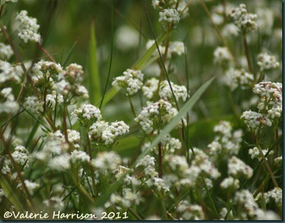 4-bedstraw