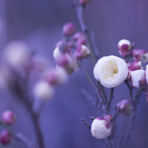 Hd-136864-ascw136864