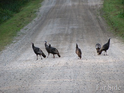 Turkeys in the road