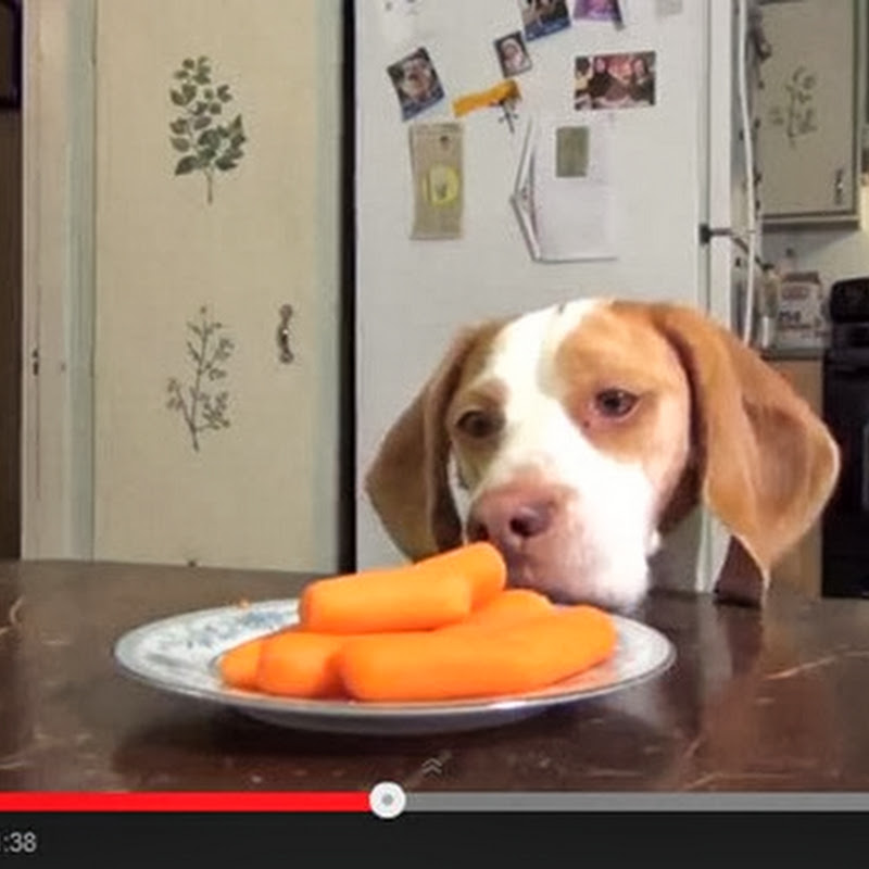 Σκύλοι κλέβουν τα καρότα