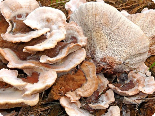 Abortiporus_biennis2 Abortiporus_biennis2