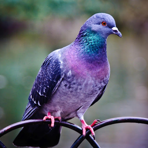 Hd-176376-ascw176376