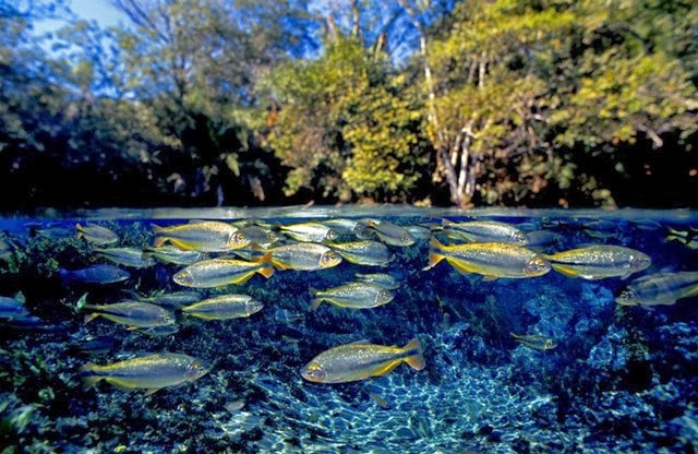 [lindos-peixes-piraputangas-no-rio-Sucuri-brasil%255B4%255D.jpg]