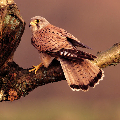 Hd-178923-ascw178923