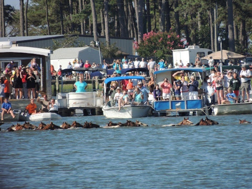 The Annual Chincoteague Pony Swim