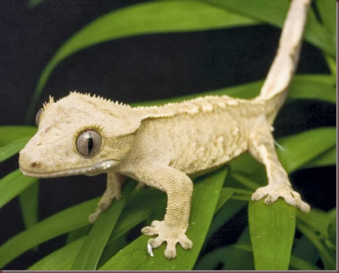 Amazing Animal Pictures crested geckos (9)