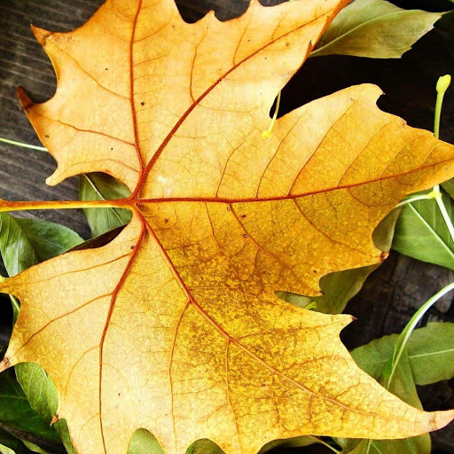 Hd-171193-ascw171193